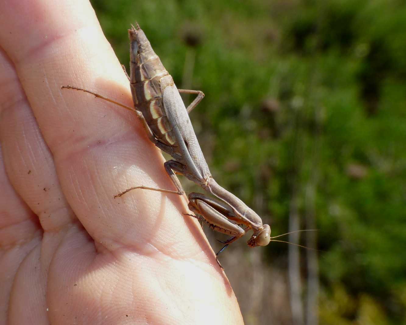 iris oratoria